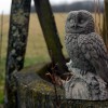 BIRD - Owl Barn - Height 20"